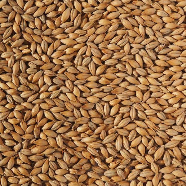 crisp-extra-pale-malt
