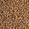 crisp-vienna-malt