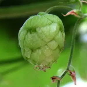 hop-uk