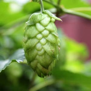 HOP-USA-SBI