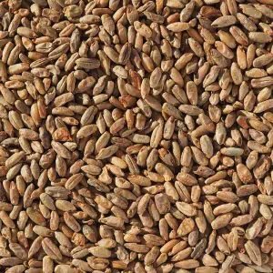 crisp-rye-malt