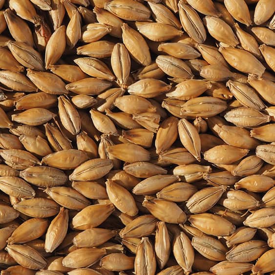 premium-pot-still-malt