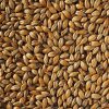 amber-malt