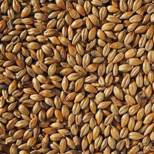 amber-malt