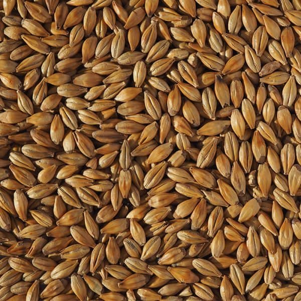 crisp-cara-gold-malt