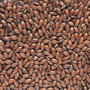 crisp-chocolate-malt