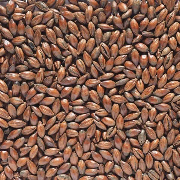 crisp-chocolate-malt