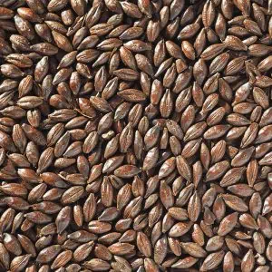 crisp-roasted-barley