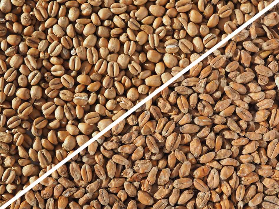 torrefied-wheat-malt-crisp